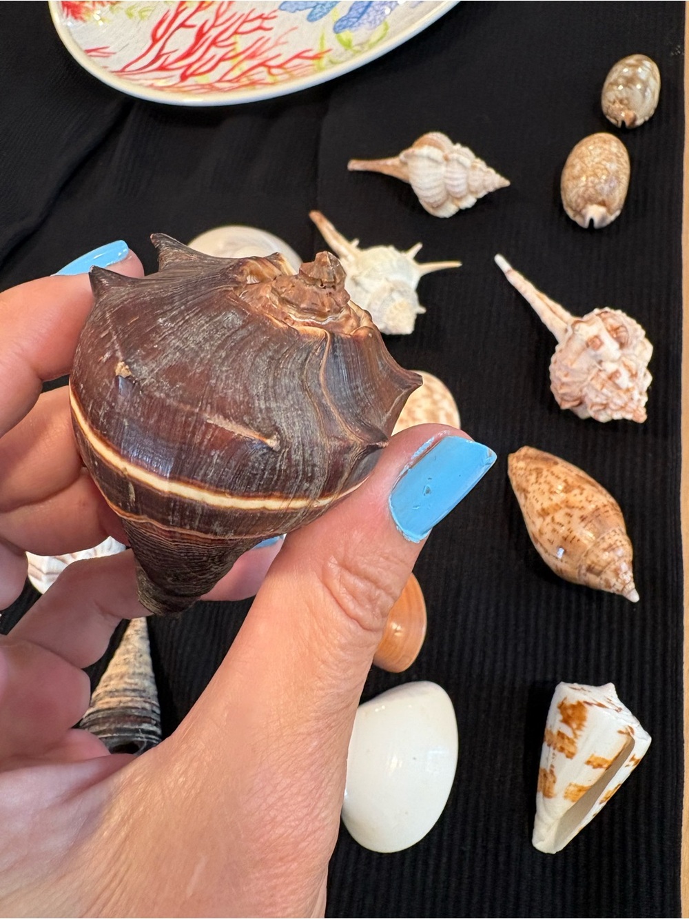 SEASHELLS ~ 🐚 Natural Seashell Collection Lot Set Real Shells! - Picture 9 of 16